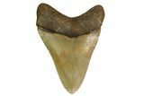Fossil Megalodon Tooth - North Carolina #160505-1